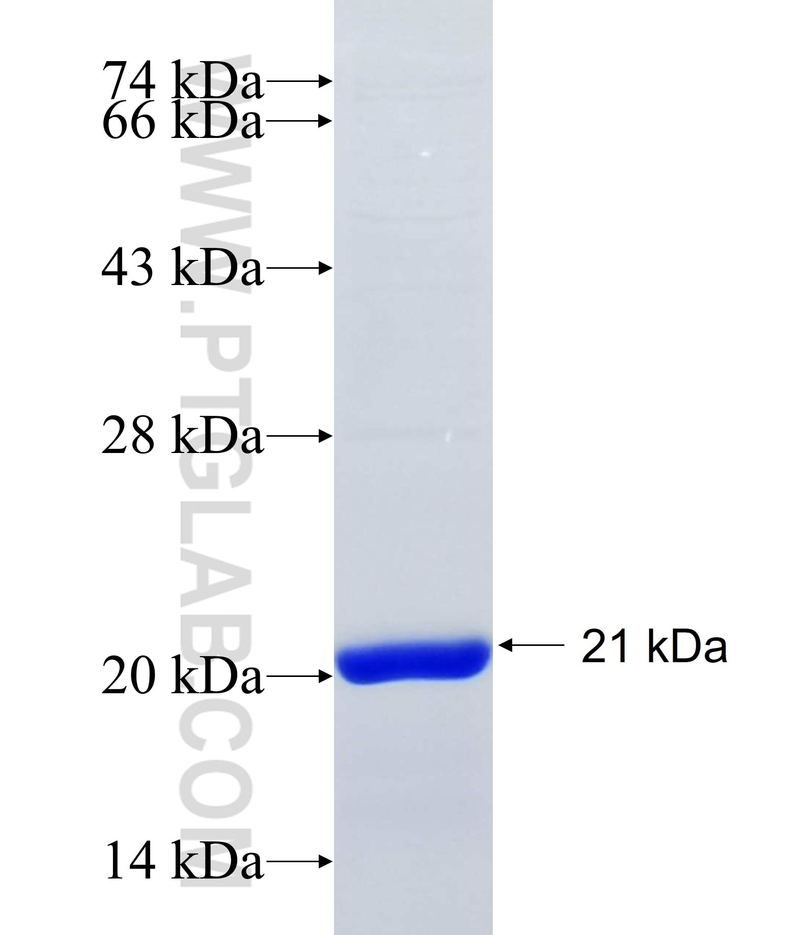 FKBP2 fusion protein Ag19113 SDS-PAGE