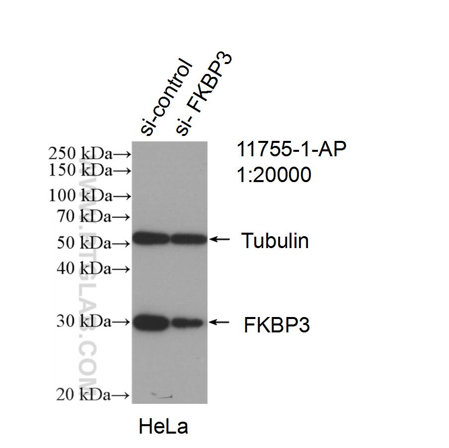 Western Blot (WB) analysis of HeLa cells using FKBP3 Polyclonal antibody (11755-1-AP)