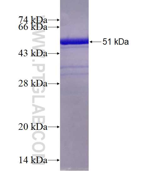 FKBP3 fusion protein Ag2351 SDS-PAGE