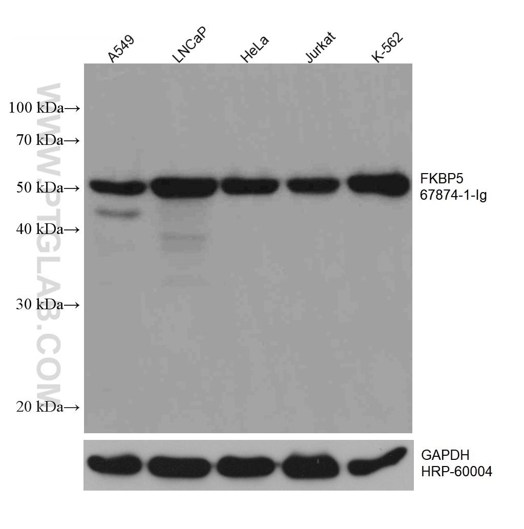 Western Blot (WB) analysis of various lysates using FKBP5 Monoclonal antibody (67874-1-Ig)