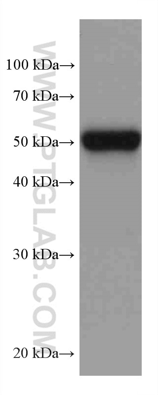 Western Blot (WB) analysis of rat testis tissue using FKBP5 Monoclonal antibody (67874-1-Ig)