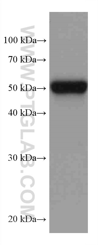 WB analysis of rat testis using 67874-1-Ig