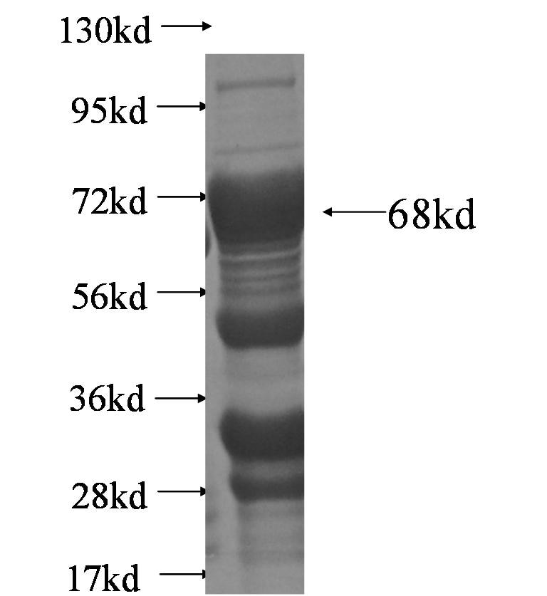 FKBP5 fusion protein Ag5337 SDS-PAGE