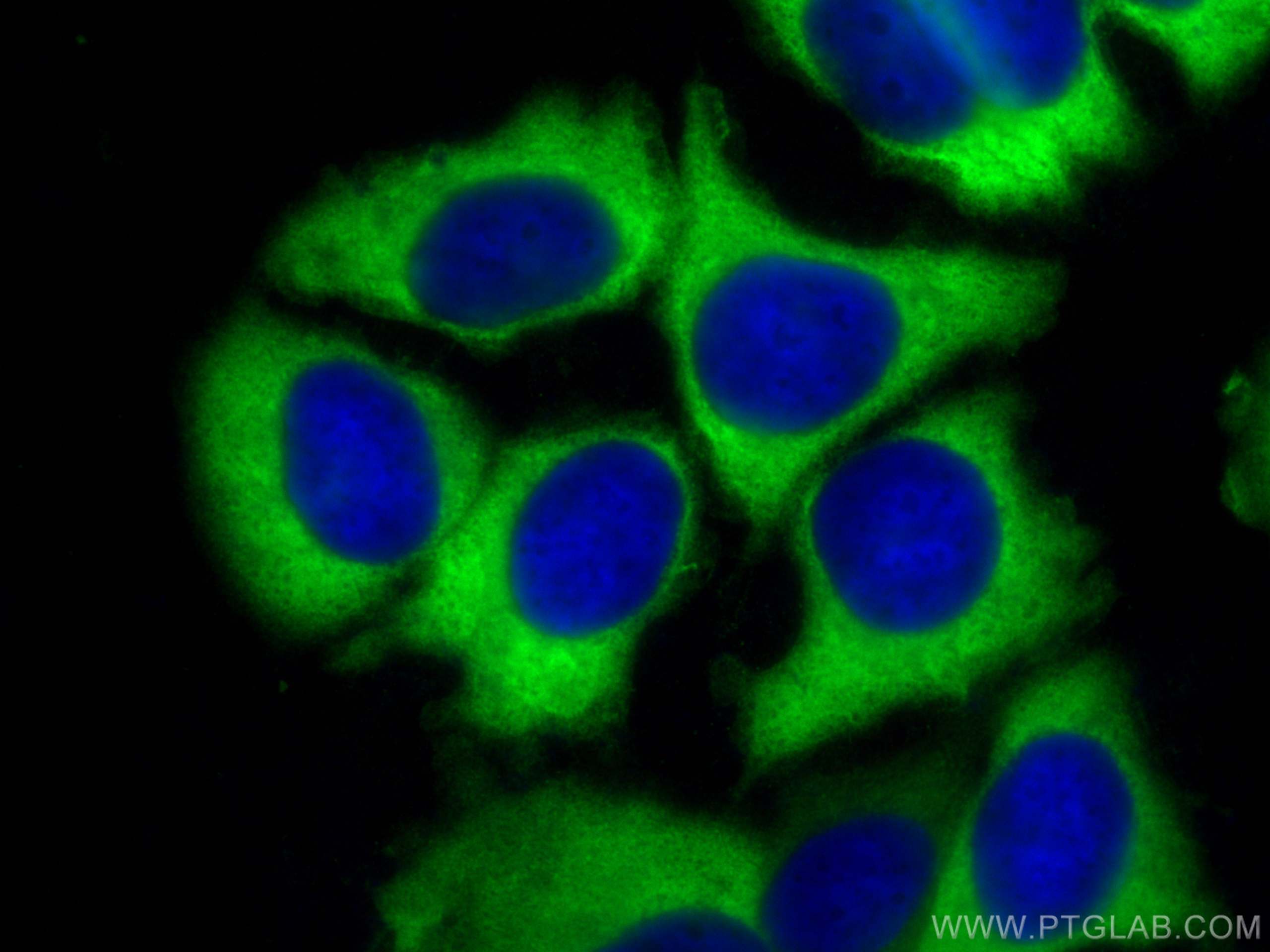 Immunofluorescence (IF) / fluorescent staining of MCF-7 cells using FKBP52 Polyclonal antibody (10655-1-AP)