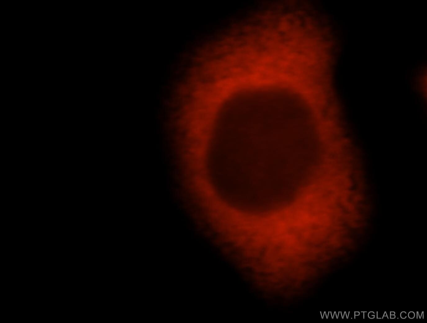 Immunofluorescence (IF) / fluorescent staining of MCF-7 cells using FKBP52 Polyclonal antibody (10655-1-AP)