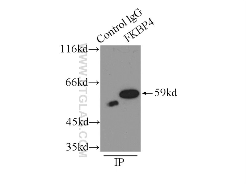 Immunoprecipitation (IP) experiment of HeLa cells using FKBP52 Polyclonal antibody (10655-1-AP)