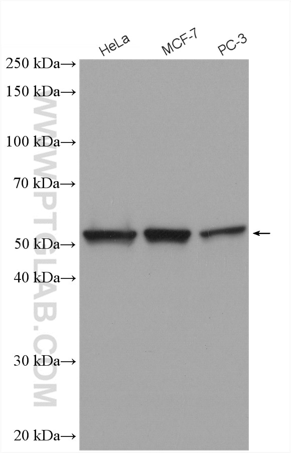 Western Blot (WB) analysis of various lysates using FKBP52 Polyclonal antibody (10655-1-AP)