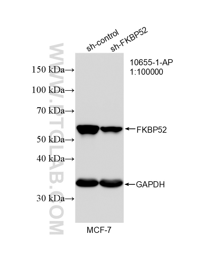 Western Blot (WB) analysis of MCF-7 cells using FKBP52 Polyclonal antibody (10655-1-AP)
