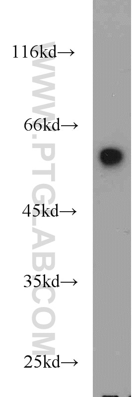 FKBP52 Polyclonal antibody