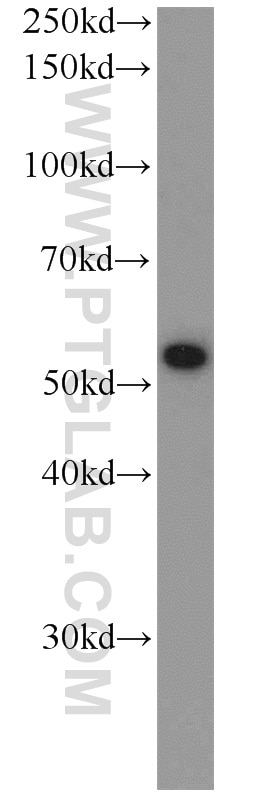 WB analysis of NIH/3T3 using 10655-1-AP