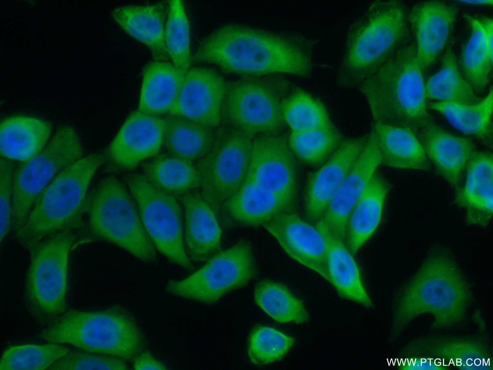 Immunofluorescence (IF) / fluorescent staining of PC-3 cells using FKBP52 Polyclonal antibody (22623-1-AP)