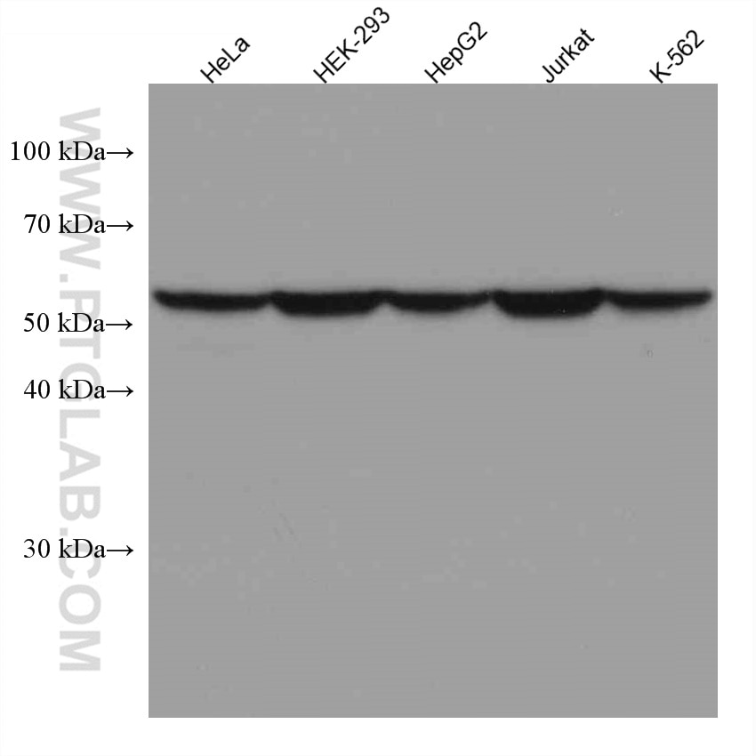 Western Blot (WB) analysis of various lysates using FKBP52 Monoclonal antibody (66040-2-Ig)