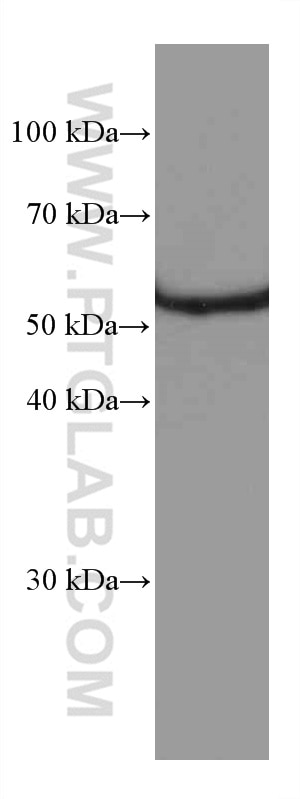Western Blot (WB) analysis of HSC-T6 cells using FKBP52 Monoclonal antibody (66040-2-Ig)