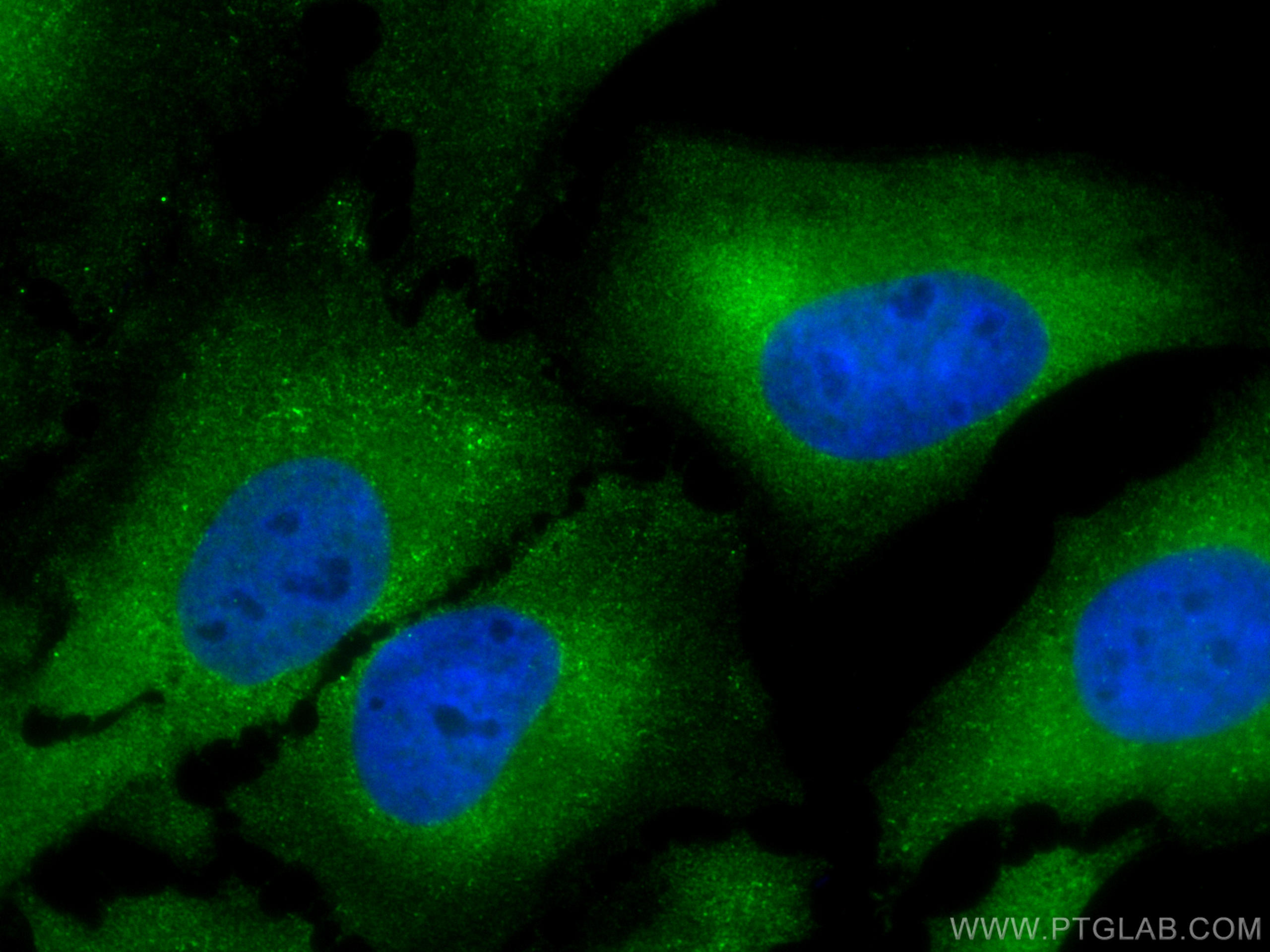 Immunofluorescence (IF) / fluorescent staining of HeLa cells using CoraLite® Plus 488-conjugated FKBP52 Monoclonal an (CL488-66040)