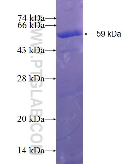 FKBP52 fusion protein Ag1019 SDS-PAGE