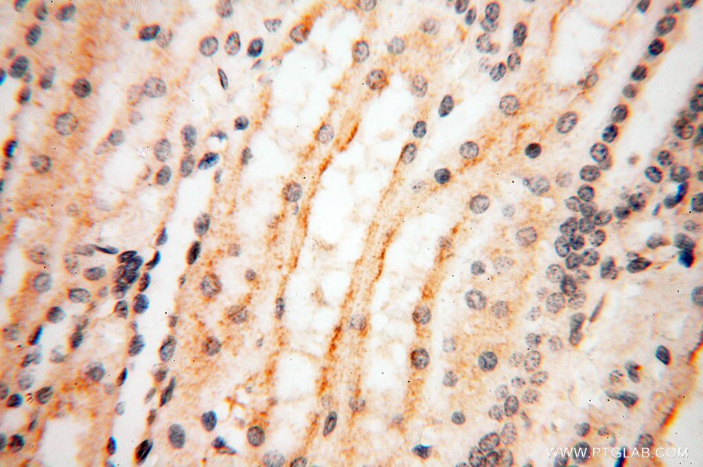 Immunohistochemistry (IHC) staining of human kidney tissue using FKBP6 Polyclonal antibody (13582-1-AP)