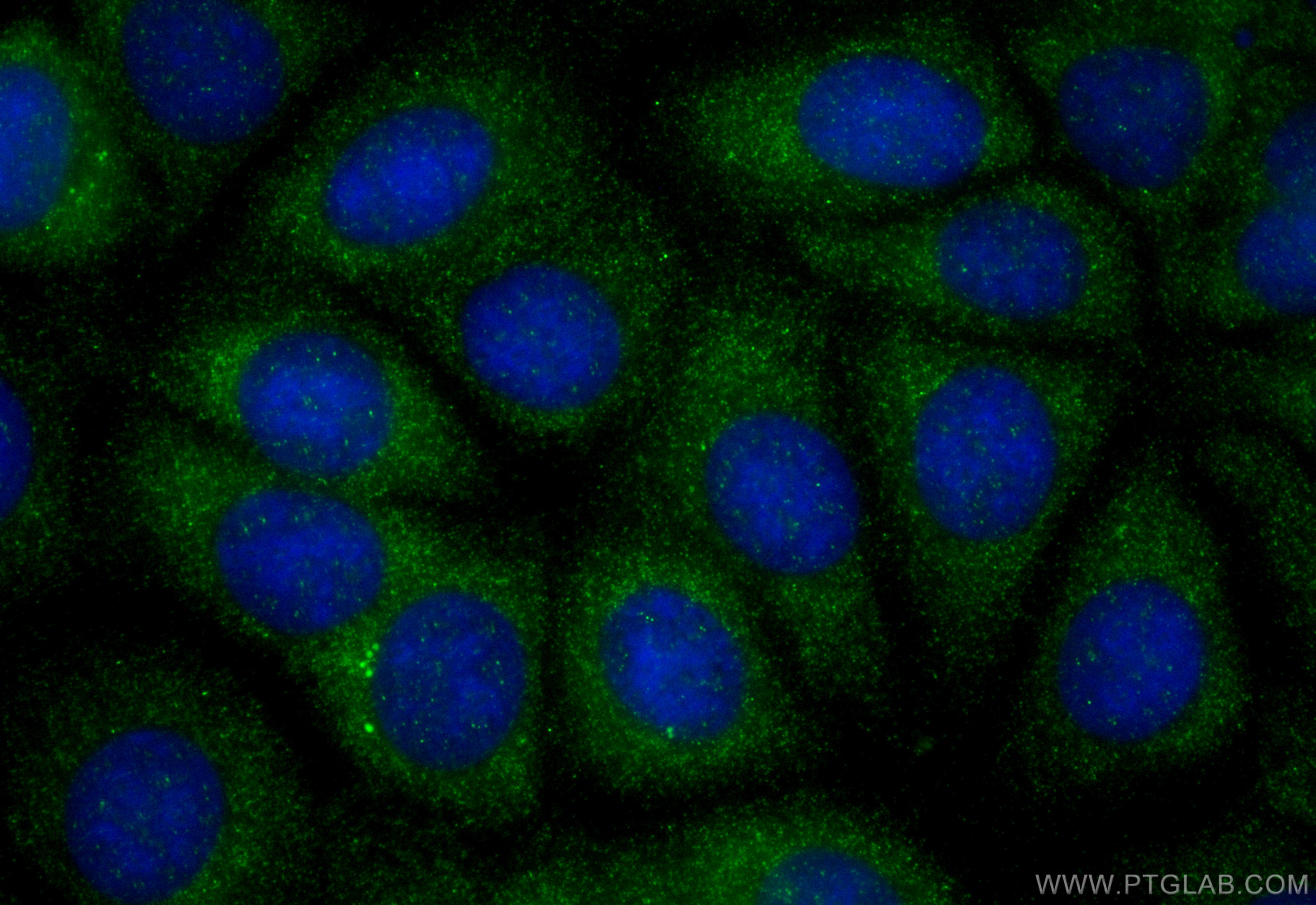 Immunofluorescence (IF) / fluorescent staining of MCF-7 cells using FKBP6 Polyclonal antibody (19163-1-AP)