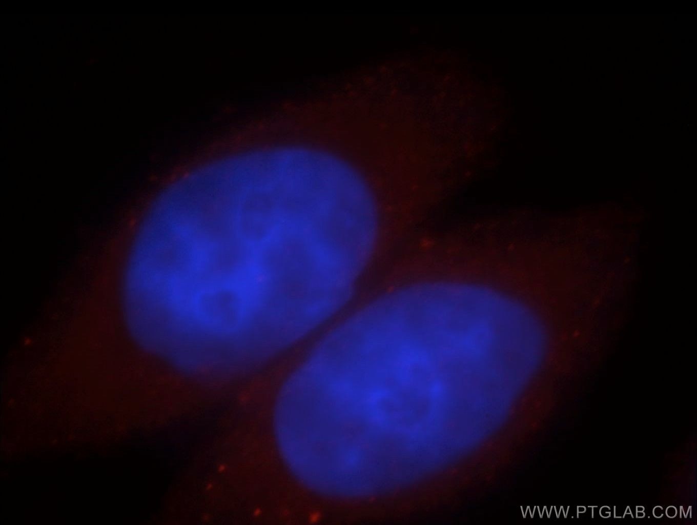 Immunofluorescence (IF) / fluorescent staining of MCF-7 cells using FKBP6 Polyclonal antibody (19163-1-AP)