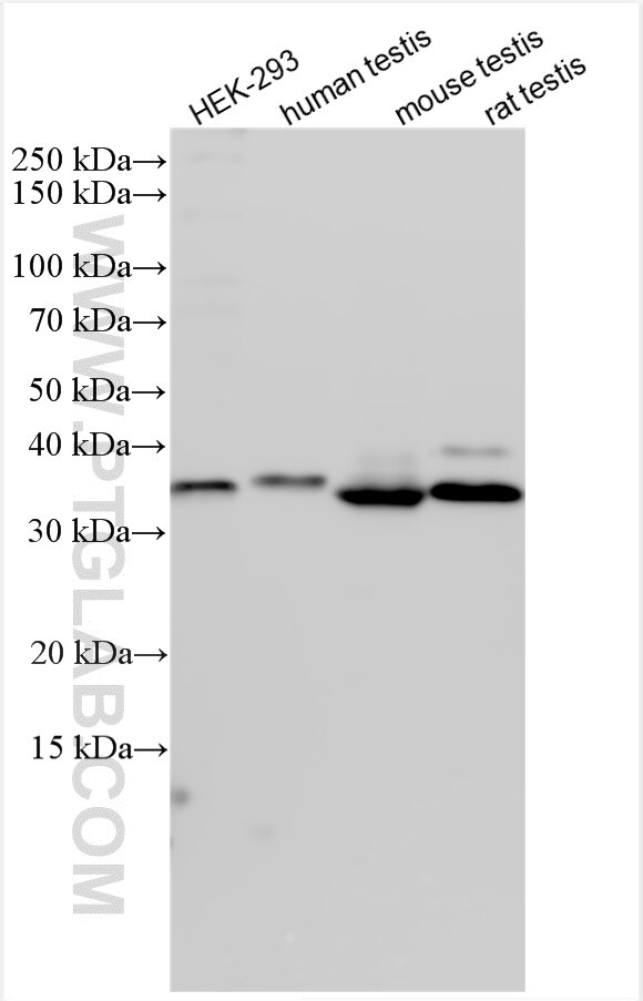 Western Blot (WB) analysis of various lysates using FKBP6 Polyclonal antibody (19163-1-AP)