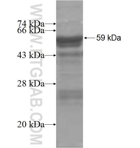 FKBP6 fusion protein Ag4505 SDS-PAGE