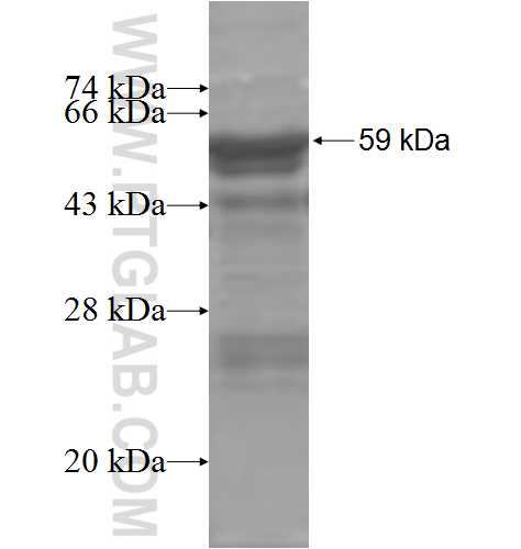 FKBP6 fusion protein Ag4505 SDS-PAGE