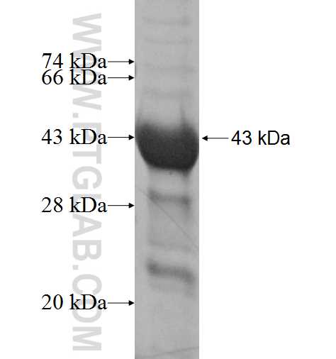 FKBP6 fusion protein Ag4642 SDS-PAGE