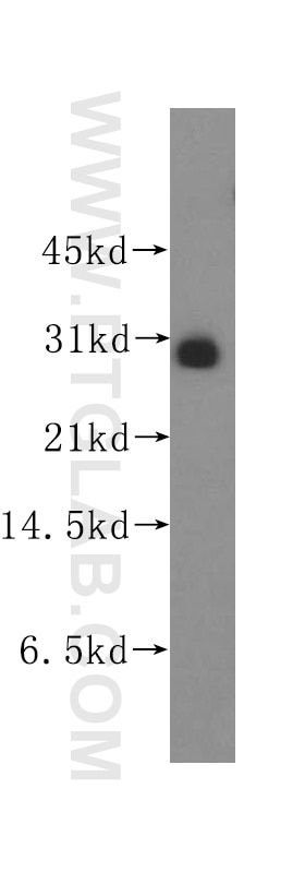 Western Blot (WB) analysis of human heart tissue using FKBP7 Polyclonal antibody (12092-1-AP)