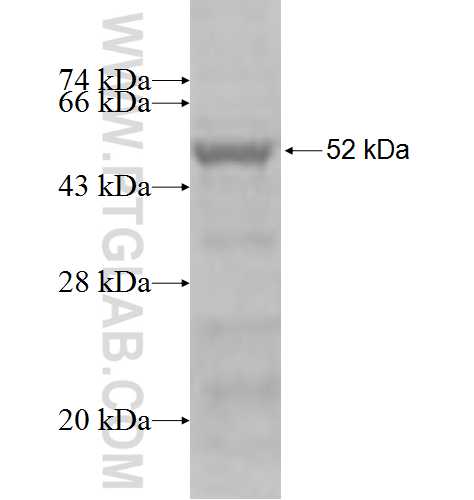 FKBP7 fusion protein Ag2733 SDS-PAGE