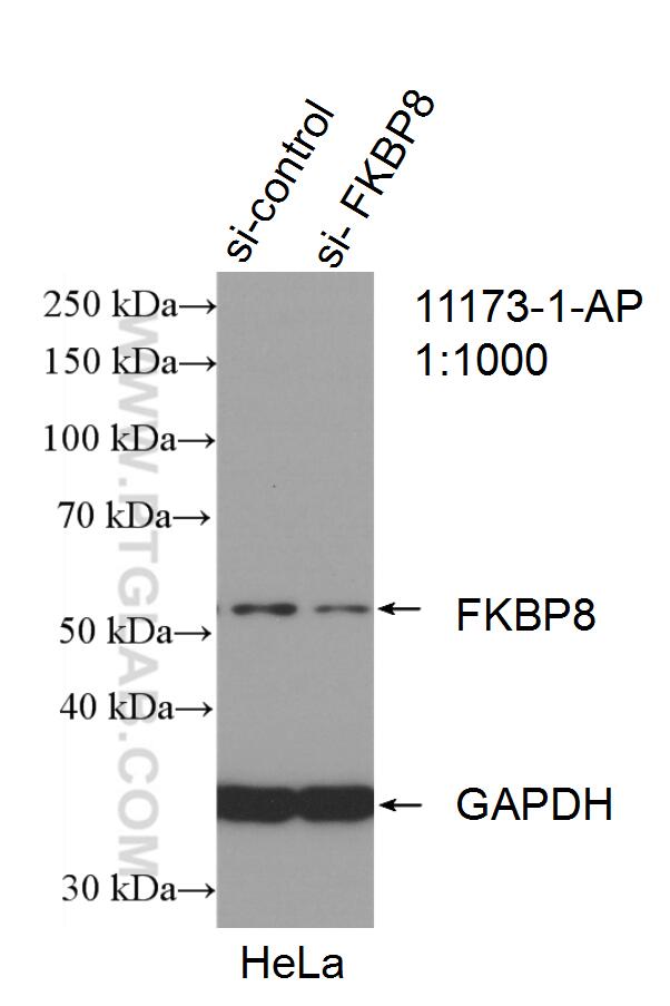 Western Blot (WB) analysis of HeLa cells using FKBP8 Polyclonal antibody (11173-1-AP)
