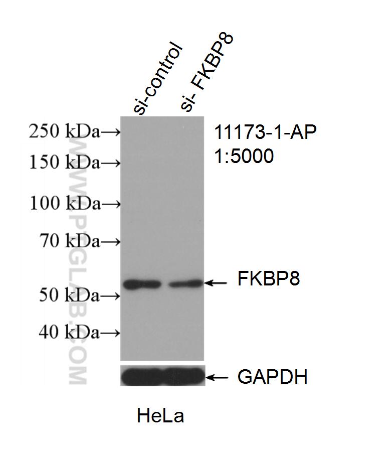 Western Blot (WB) analysis of HeLa cells using FKBP8 Polyclonal antibody (11173-1-AP)