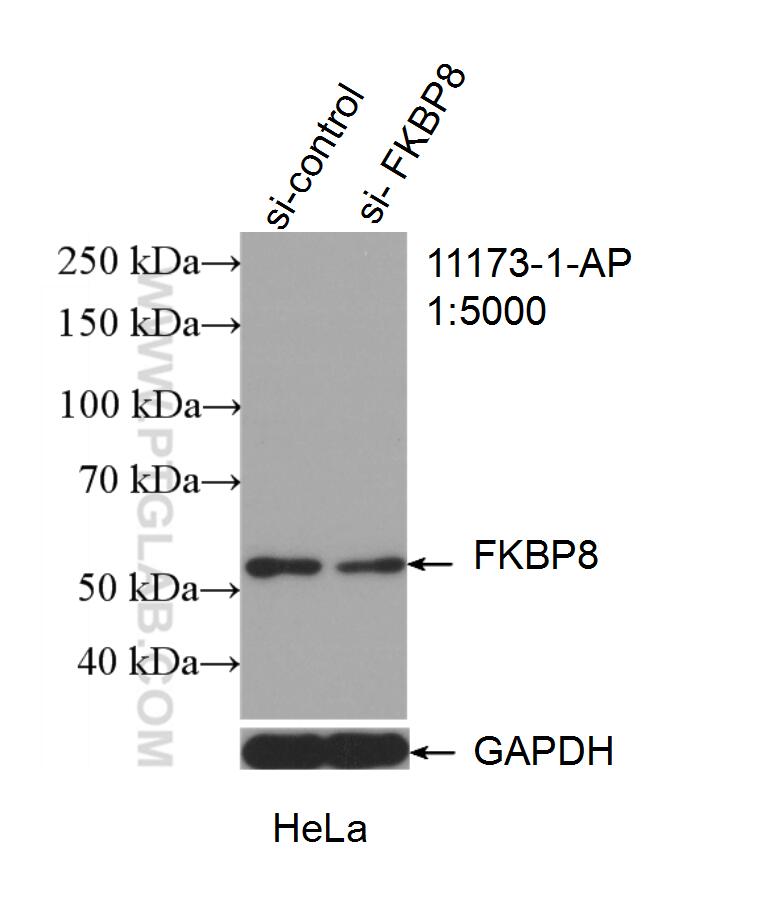 WB analysis of HeLa using 11173-1-AP