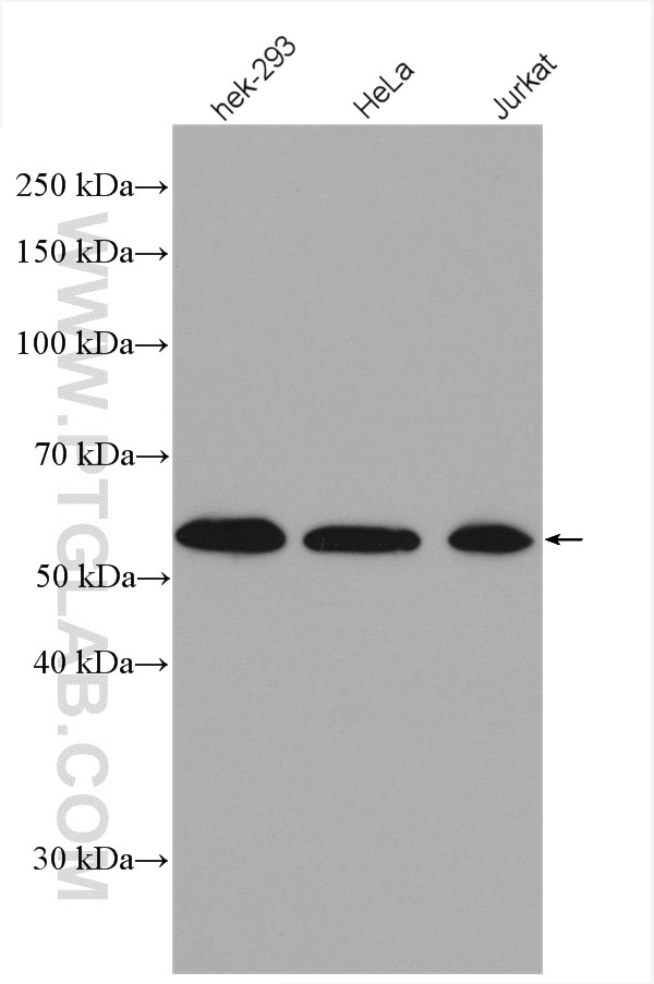 Western Blot (WB) analysis of various lysates using FKBP8 Polyclonal antibody (11173-1-AP)