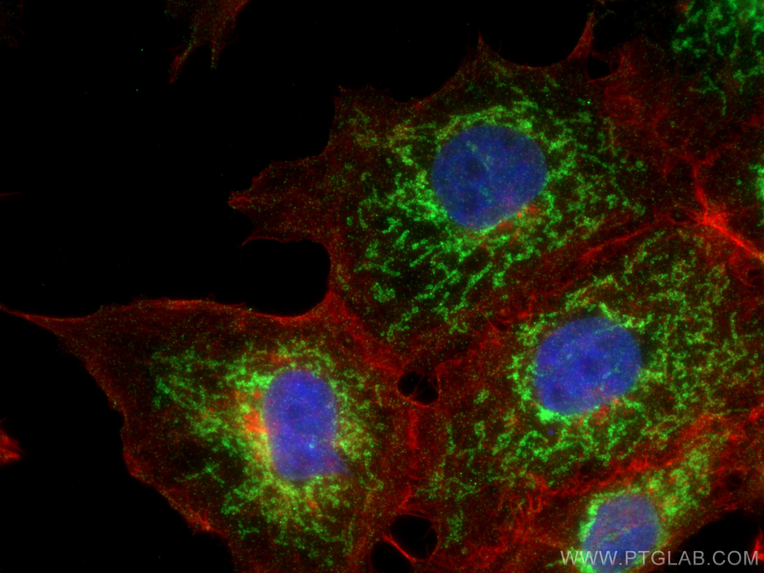 Immunofluorescence (IF) / fluorescent staining of A431 cells using FKBP8 Monoclonal antibody (66690-1-Ig)