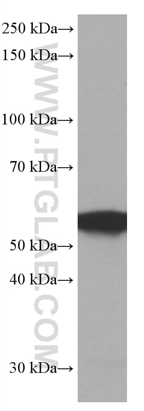 Western Blot (WB) analysis of HEK-293 cells using FKBP8 Monoclonal antibody (66690-1-Ig)