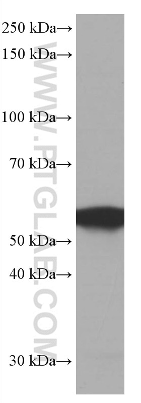 WB analysis of HEK-293 using 66690-1-Ig