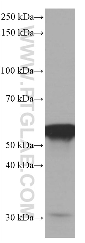 Western Blot (WB) analysis of HepG2 cells using FKBP8 Monoclonal antibody (66690-1-Ig)