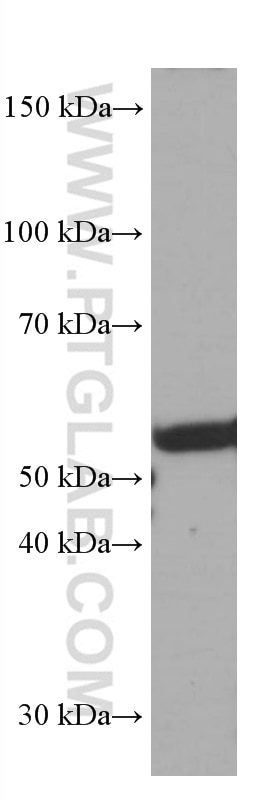 Western Blot (WB) analysis of NIH/3T3 cells using FKBP8 Monoclonal antibody (66690-1-Ig)
