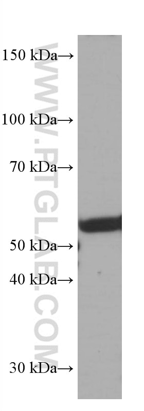 WB analysis of NIH/3T3 using 66690-1-Ig