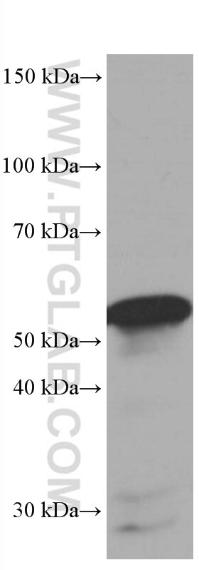 Western Blot (WB) analysis of RAW 264.7 cells using FKBP8 Monoclonal antibody (66690-1-Ig)
