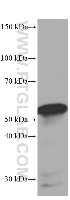 WB analysis of RAW 264.7 using 66690-1-Ig