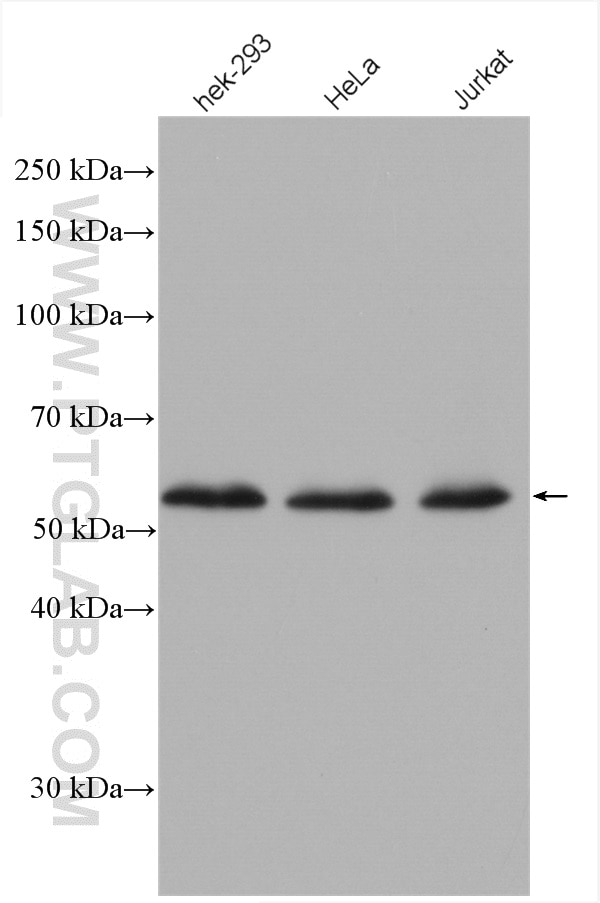 Western Blot (WB) analysis of various lysates using FKBP8 Monoclonal antibody (66690-1-Ig)