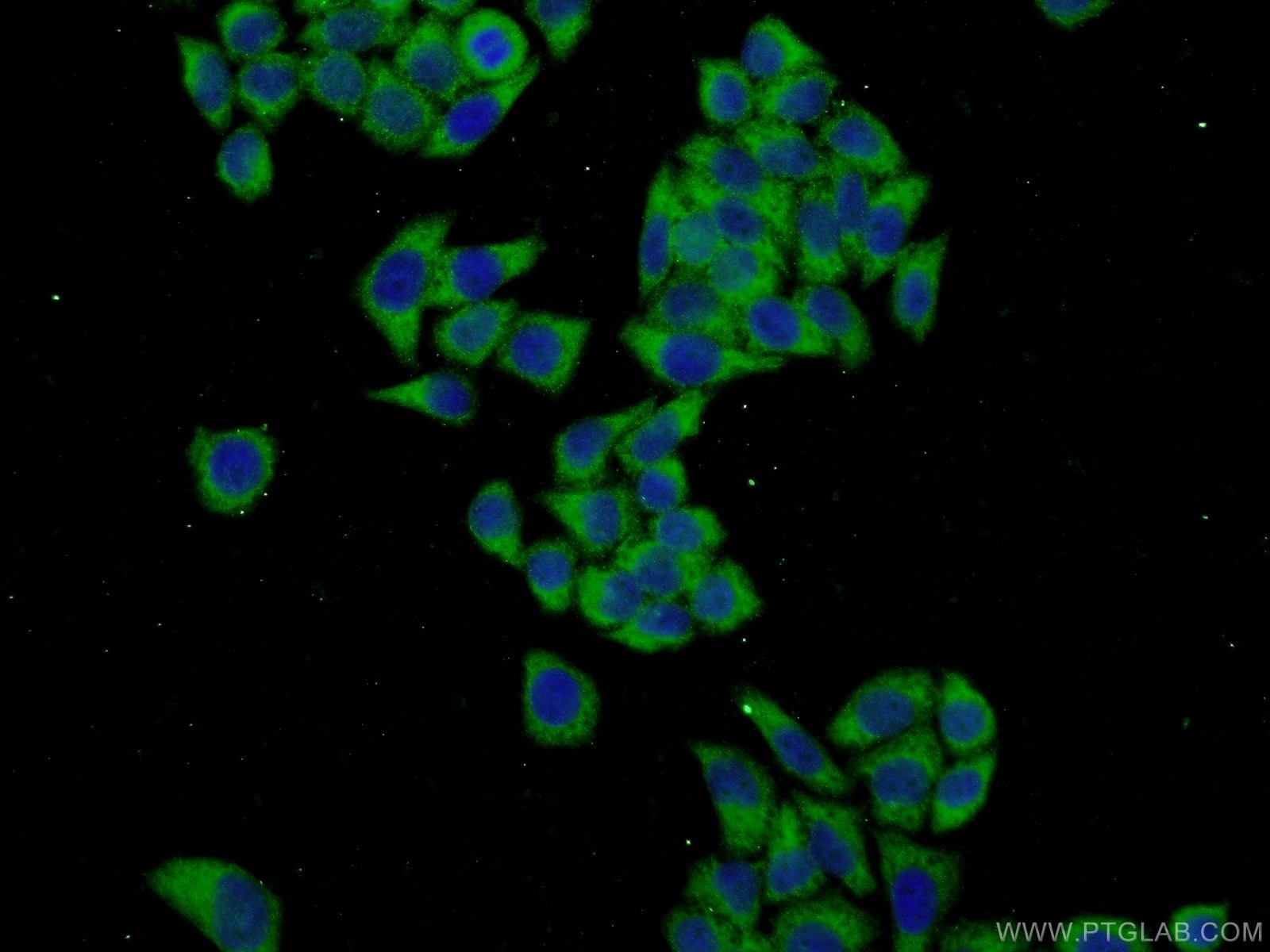 Immunofluorescence (IF) / fluorescent staining of L02 cells using FKBP9 Polyclonal antibody (18073-1-AP)