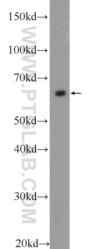 Western Blot (WB) analysis of NIH/3T3 cells using FKBP9 Polyclonal antibody (18073-1-AP)