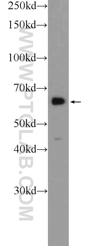 Western Blot (WB) analysis of L02 cells using FKBP9 Polyclonal antibody (18073-1-AP)