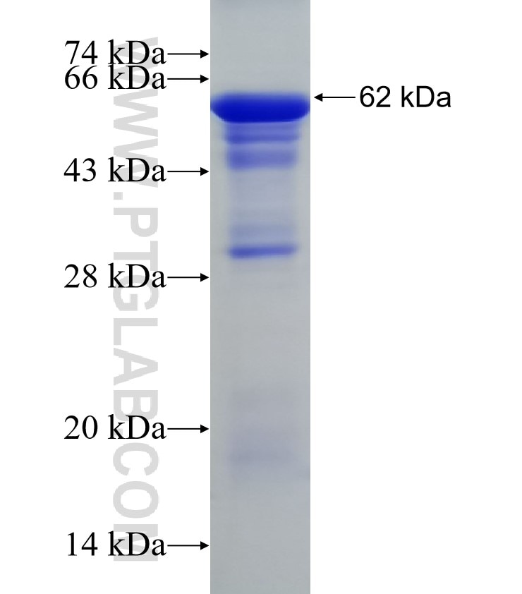 FKBP9 fusion protein Ag12715 SDS-PAGE