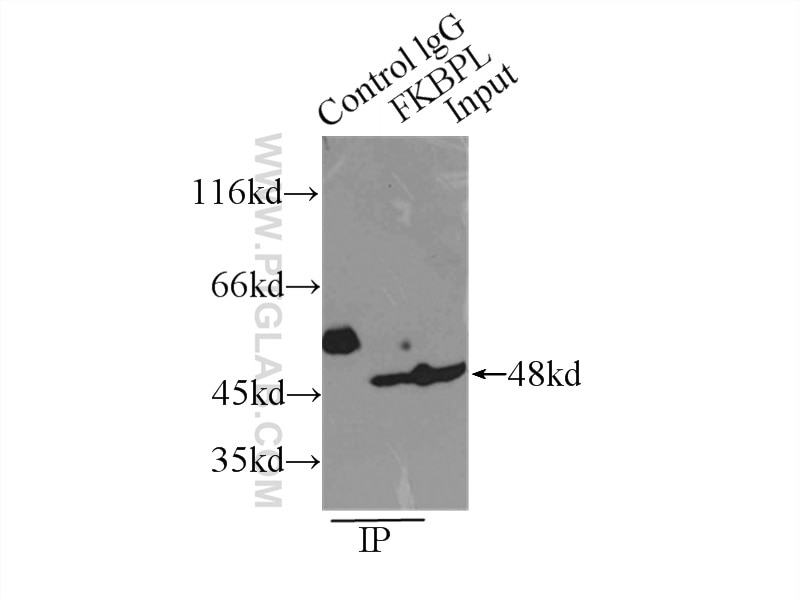 Immunoprecipitation (IP) experiment of MCF-7 cells using FKBPL Polyclonal antibody (10060-1-AP)