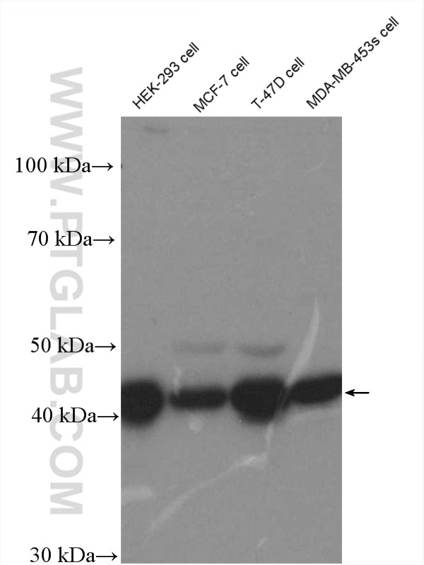 Western Blot (WB) analysis of HEK-293 cells using FKBPL Polyclonal antibody (10060-1-AP)