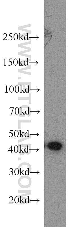 Western Blot (WB) analysis of human testis tissue using FKBPL Polyclonal antibody (10060-1-AP)