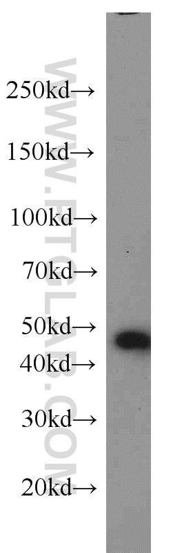 Western Blot (WB) analysis of HeLa cells using FKBPL Polyclonal antibody (10060-1-AP)