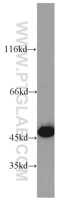 Western Blot (WB) analysis of human brain tissue using FKBPL Polyclonal antibody (10060-1-AP)